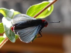 Pyrrhopyge charybdis