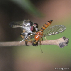Ommatiini