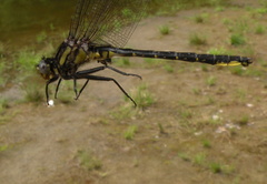 Phanogomphus borealis