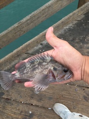 Sebastes auriculatus