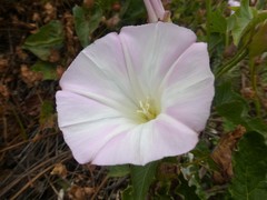 Calystegia macrostegia macrostegia