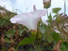 Calystegia macrostegia macrostegia