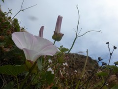 Calystegia macrostegia macrostegia