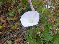 Calystegia macrostegia macrostegia