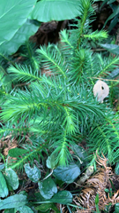 Cunninghamia lanceolata