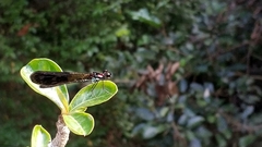 Heliocypha fenestrata