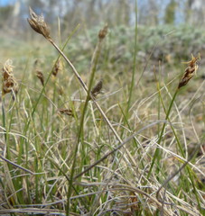 Carex duriuscula