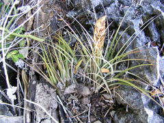 Tillandsia compressa