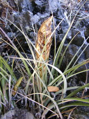 Tillandsia compressa