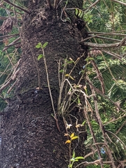 Dendrobium catenatum