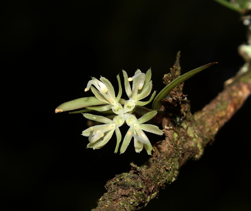 Caluera