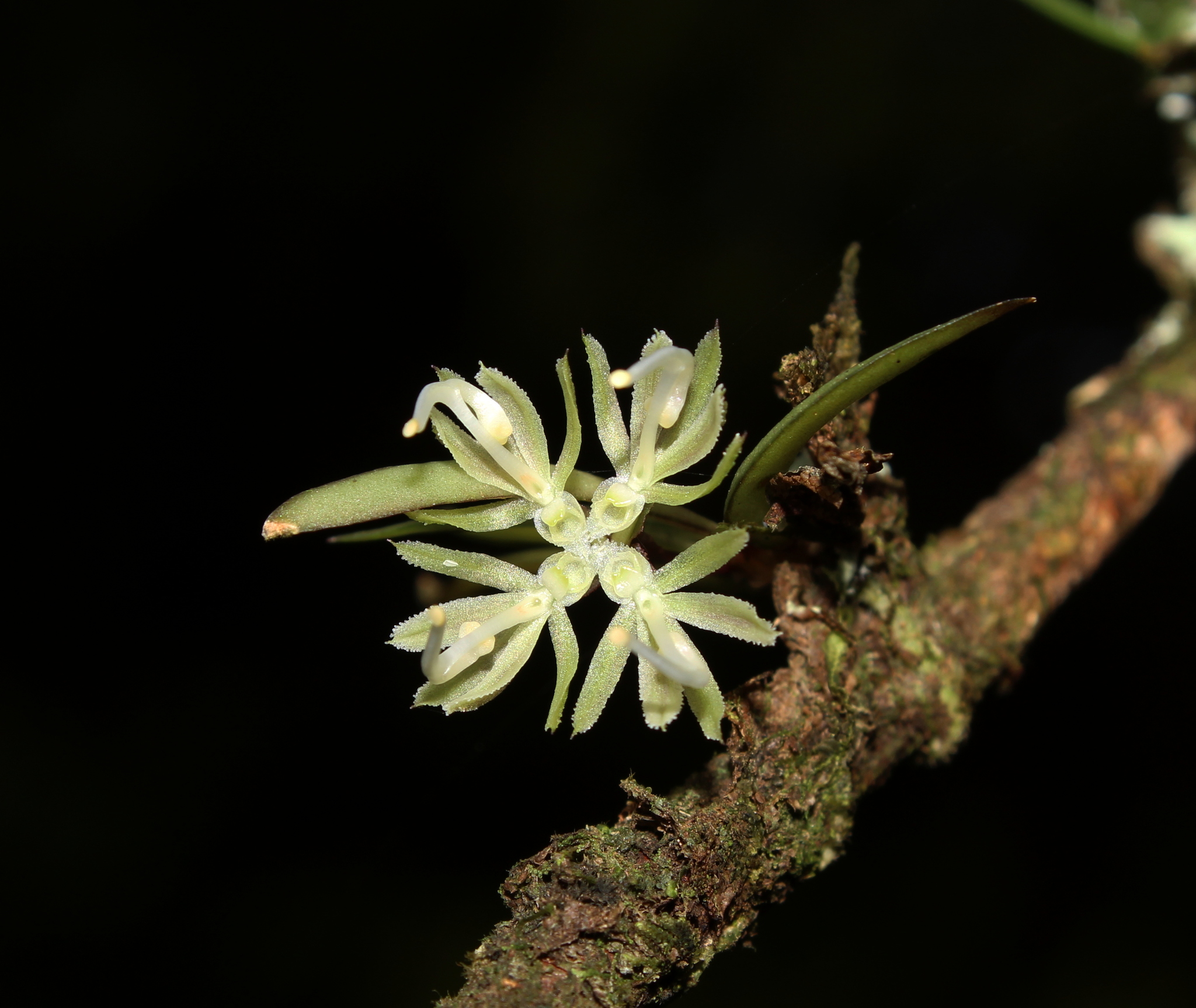Caluera