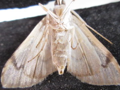 Neoanalthes contortalis