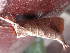 Clostera anastomosis