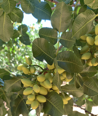 Pistacia vera