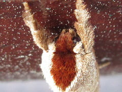 Clostera anastomosis