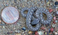 Hypsiglena ochrorhynchus klauberi