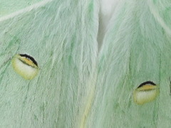 Actias
