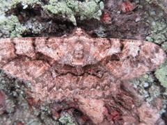 Satoblephara parvularia