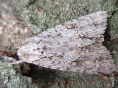 Acronicta adaucta