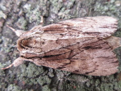 Shaka atrovittatus