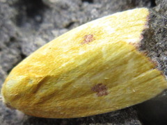 Earias pudicana