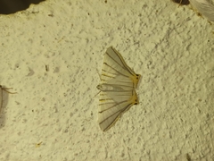 Phrygionis platinata