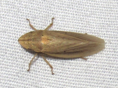 Prairiana