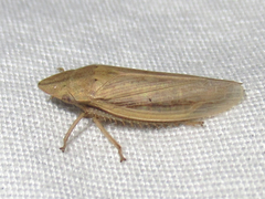 Prairiana
