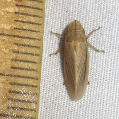 Prairiana