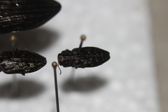 Chrysobothris ludificata