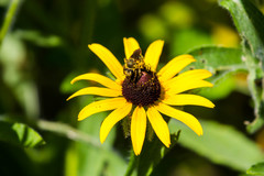 Andrena rudbeckiae