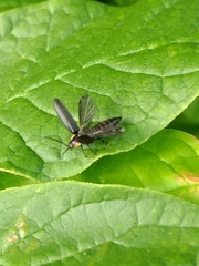 Lucidota atra