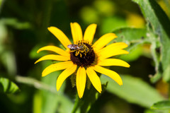 Andrena rudbeckiae