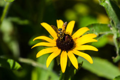 Andrena rudbeckiae