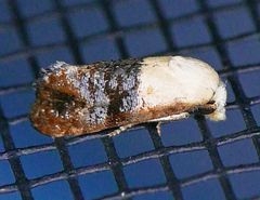 Eugnosta erigeronana