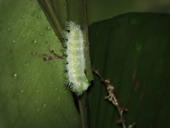 Parasa shirakii