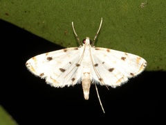 Pycnarmon cribrata