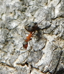Formica rufa