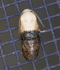 Eugnosta erigeronana