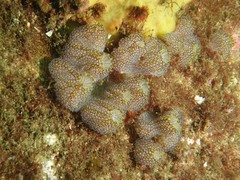 Botrylloides magnicoecus