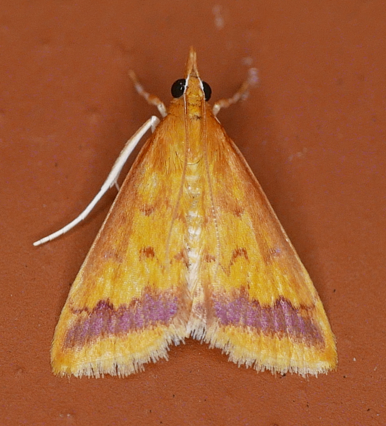 Hyalorista taeniolalis