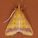 Hyalorista taeniolalis - Photo (c) krancmm, some rights reserved (CC BY-NC), uploaded by krancmm