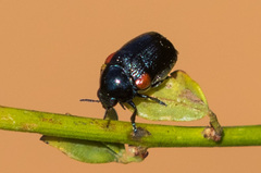 Saxinis saucia