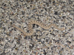 Crotalus cerastes cerastes