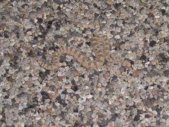 Crotalus cerastes cerastes