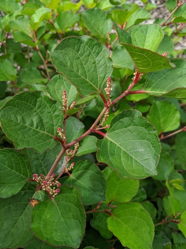 Reynoutria compacta (Hook.fil.) Nakai