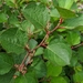 Dwarf Knotweed - Photo no rights reserved, uploaded by Ben Keen