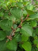 Dwarf Knotweed - Photo no rights reserved, uploaded by Ben Keen