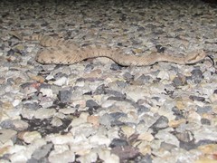 Crotalus cerastes cerastes
